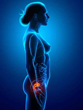 3D, kadın rahim anatomisinin tıbben doğru bir gösterimi.