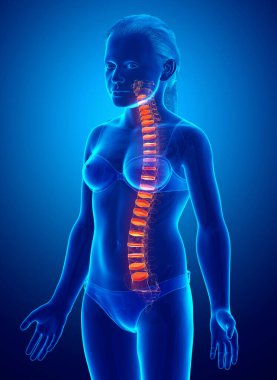 Genç bir kızın omurgalar arası disk anatomisi.