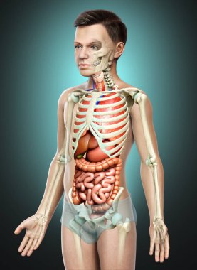 3D, çocuğun iç organlarının ve iskelet sisteminin tıbben doğru bir çizimi.