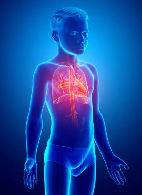 3D, tıbbi olarak genç bir çocuğun akciğer anatomisini gösteriyor.