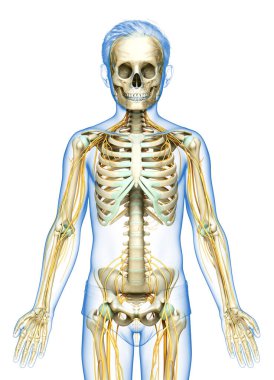 3D, genç bir çocuğun sinir sistemi ve iskelet sisteminin tıbben doğru bir gösterimi.