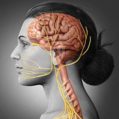 3D, kadın beyin anatomisini tıbben doğru gösteriyor.