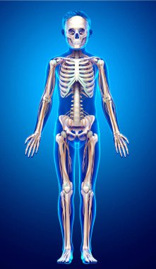 3D, genç bir çocuğun sinir sistemi ve iskelet sisteminin tıbben doğru bir gösterimi.