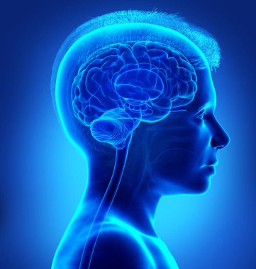 3 boyutlu beyin röntgeni anatomisinin tıbbi çizimi.