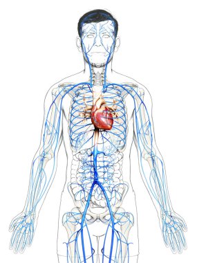 3D, erkek damar anatomisini tıbben doğru gösteriyor.