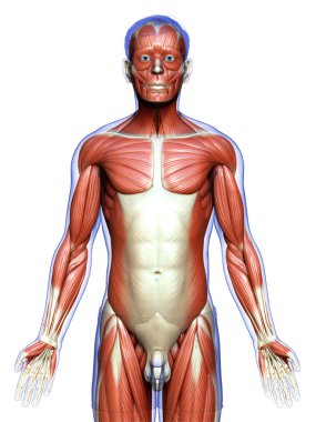 3D, erkek kas sisteminin tıbben doğru bir gösterimi.