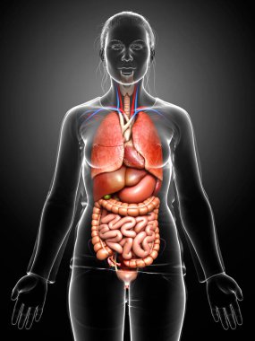 3D tıbbi olarak kadın iç organlarının doğru çizimi 