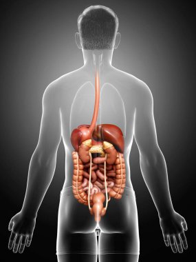 3D, erkek sindirim sisteminin tıbben doğru bir gösterimi.