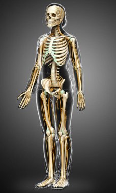 3D, bir kadın sinir sisteminin ve iskelet sisteminin tıbbi olarak doğru bir gösterimi.