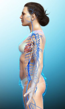 Dişi dolaşım sisteminin 3D çizimi