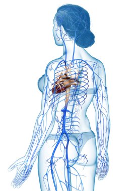3D, kadın damar anatomisini tıbben doğru gösteriyor.