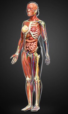 3D, tıbbi olarak kadın anatomisini doğruluyor.