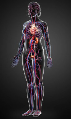 Kadın böbreklerinin ve dolaşım sisteminin 3 boyutlu, tıbben doğru çizimi
