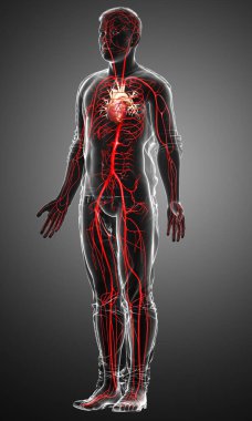 3D, erkek atardamarlarının tıbben doğru çizimi.