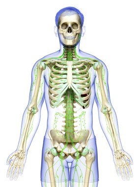 3D, erkek lenf sisteminin tıbben doğru bir çizimi.