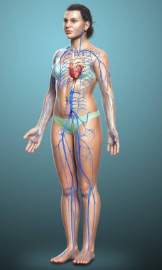 3D, kadın damar anatomisini tıbben doğru gösteriyor.