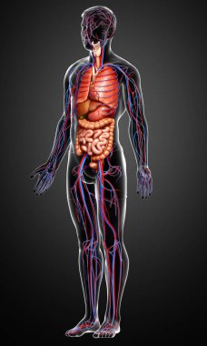 3D, erkek iç organlarının ve dolaşım sisteminin tıbben doğru çizimi.
