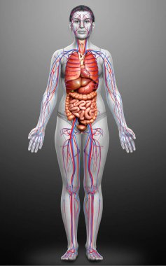 3D, kadın iç organlarının ve dolaşım sisteminin tıbben doğru bir çizimi.
