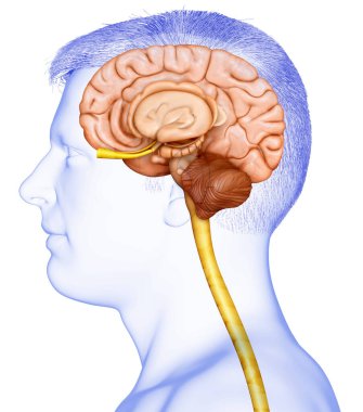 Erkek beyin anatomisinin 3 boyutlu tıbbi çizimi 