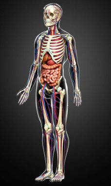 3D, erkek iç organlarının, iskeletinin ve dolaşım sisteminin tıbben doğru bir çizimi.