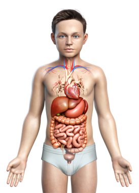 3D, Çocuk Sindirim Sistemi ve Kalbinin tıbben doğru bir gösterimi.