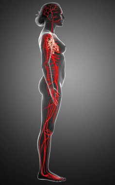 Dişi atardamarların tıbben doğru çizimi 3D