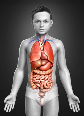 3D, genç bir çocuğun iç organlarının tıbben doğru bir çizimi. 