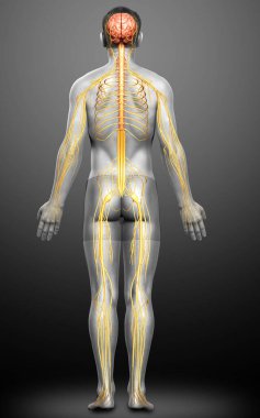 3D, bir erkek sinir sisteminin tıbbi olarak doğru bir gösterimi.
