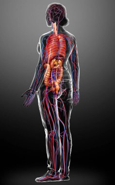 3D, kadın iç organlarının ve dolaşım sisteminin tıbben doğru bir çizimi.