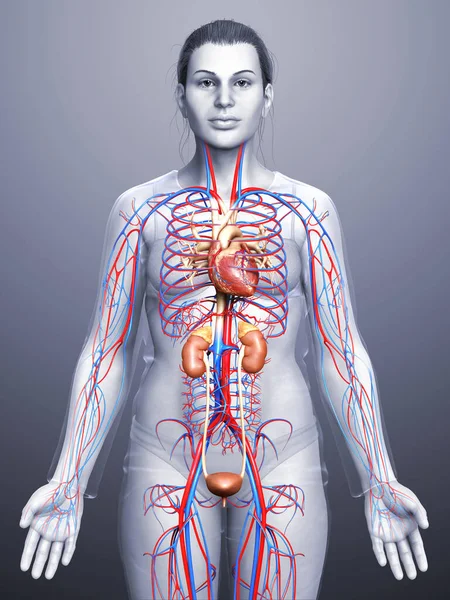 Reso Illustrazione Clinicamente Accurata Dei Reni Femminili Del Sistema Circolatorio — Foto Stock