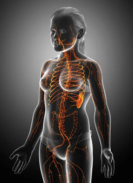 Vykreslené Lékařsky Přesné Ilustrace Ženského Lymfatického Systému — Stock fotografie