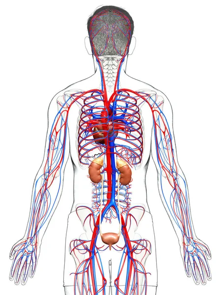 Reso Illustrazione Clinicamente Accurata Dei Reni Del Sistema Circolatorio — Foto Stock