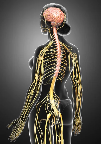 Тривимірна Медично Точна Ілюстрація Жіночої Нервової Системи — стокове фото
