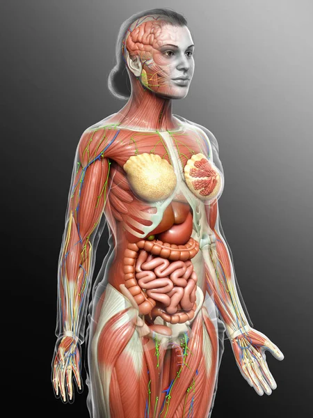 3D使女性解剖学的医学准确性 — 图库照片