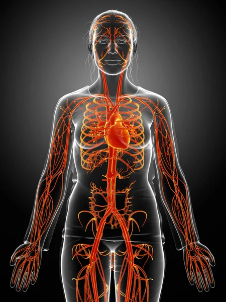 3D对突出的橙色女性心脏进行了医学上准确的描述 — 图库照片