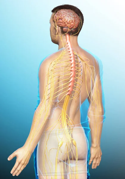 Оказана Медицинская Точная Иллюстрация Мужской Нервной Системы — стоковое фото