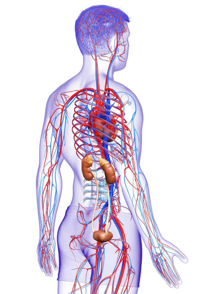 腎臓と循環器系の3Dレンダリング 医学的に正確なイラスト — ストック写真
