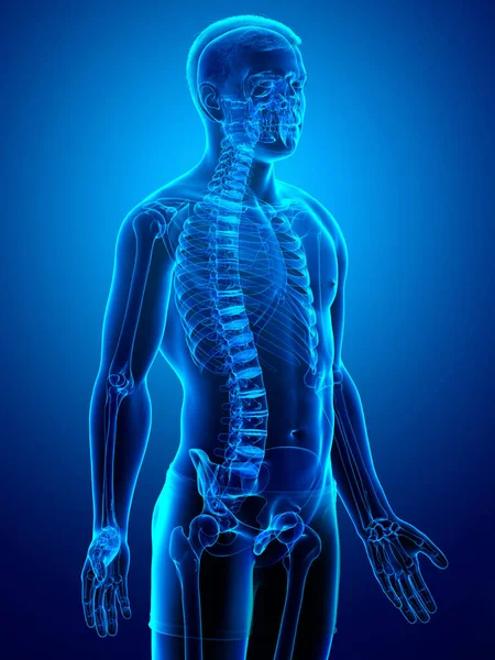 Rendered Medically Accurate Illustration Male Skeleton System — Stock Photo, Image