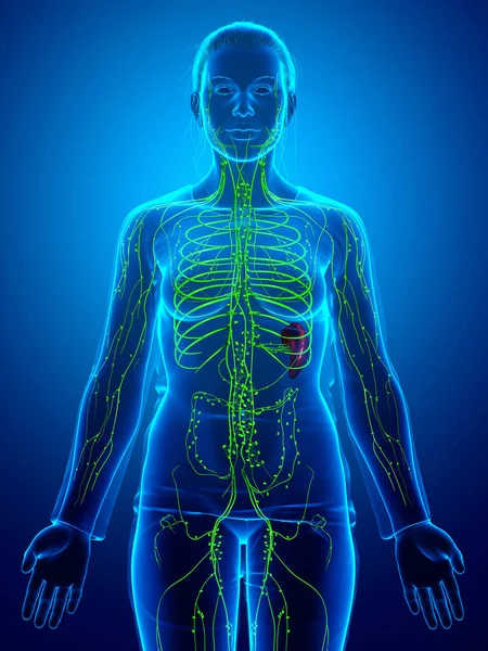 Gerenderte Medizinisch Genaue Darstellung Eines Weiblichen Lymphsystems — Stockfoto