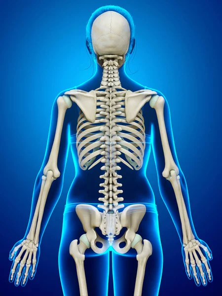 3D渲染的 医学上准确的女性骨骼系统图解 — 图库照片