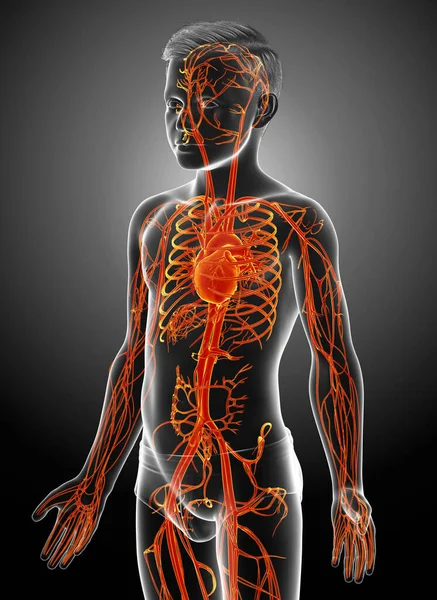 Renderizado Ilustração Medicamente Precisa Destaque Laranja Jovem Menino Anatomia Coração — Fotografia de Stock