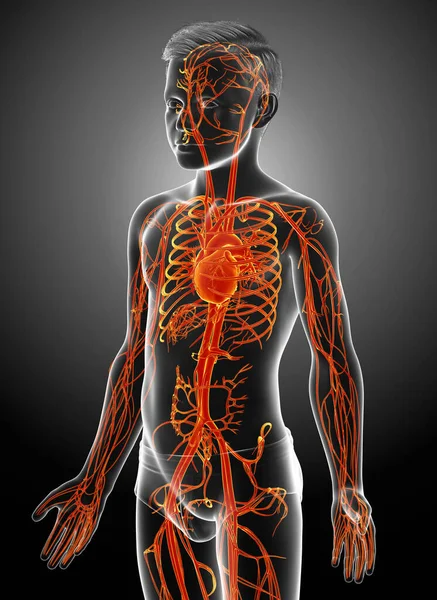 Gjorde Medicinskt Korrekt Illustration Belyst Orange Ung Pojke Hjärta Anatomi — Stockfoto