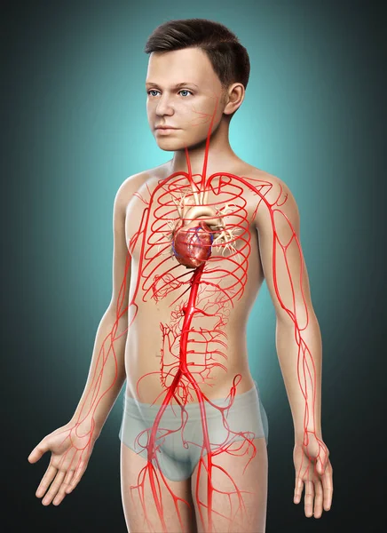 Renderizado Medicamente Ilustração Precisa Artérias Menino — Fotografia de Stock