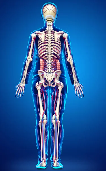 Renderizado Ilustração Medicamente Precisa Órgãos Internos Femininos Esqueleto Sistema Circulatório — Fotografia de Stock