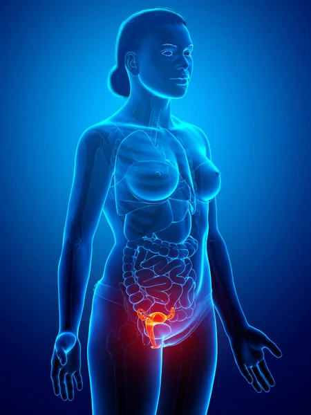 Reso Illustrazione Clinicamente Accurata Dell Anatomia Dell Utero Femminile — Foto Stock