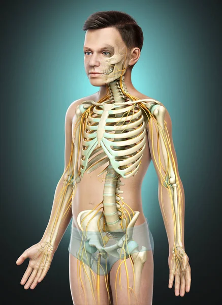 Rendered Medically Accurate Illustration Young Boy Nervous System Skeleton System — Stock Photo, Image