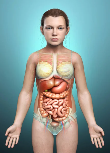 Renderizado Ilustración Médicamente Precisa Niña Del Sistema Digestivo — Foto de Stock