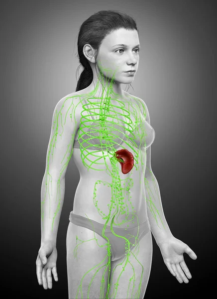 Gerenderte Medizinisch Korrekte Illustration Eines Jungen Mädchens Lymphsystem — Stockfoto