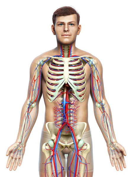 Καθιστούν Ιατρικά Ακριβή Απεικόνιση Του Ανδρικού Κυκλοφορικού Και Σκελετικού Συστήματος — Φωτογραφία Αρχείου