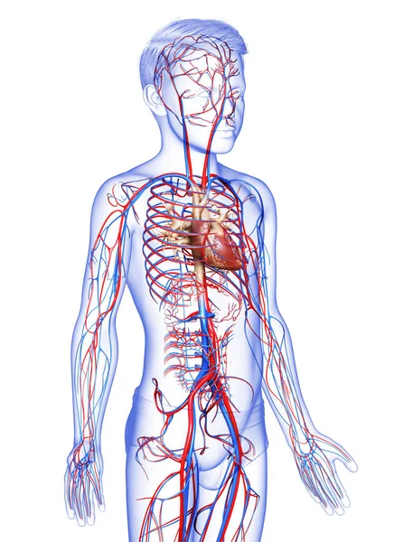 Gjorde Medicinskt Korrekt Illustration Den Unga Pojkens Hjärta — Stockfoto